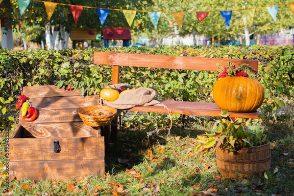 Obraz pumpkins in a garden