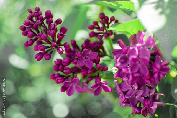 Obraz lilac flowers