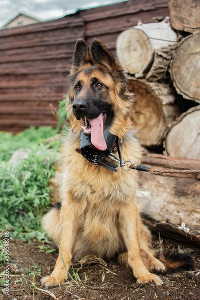 Obraz german shepherd dog
