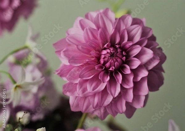 Obraz ムーンストーン