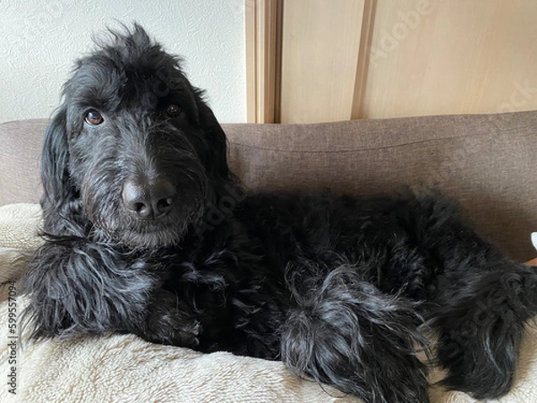 Fototapeta Golden Doodle, black