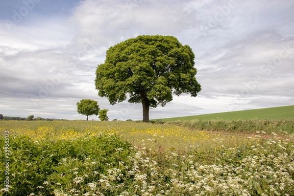 Obraz Beautiful tree in the countryside.
