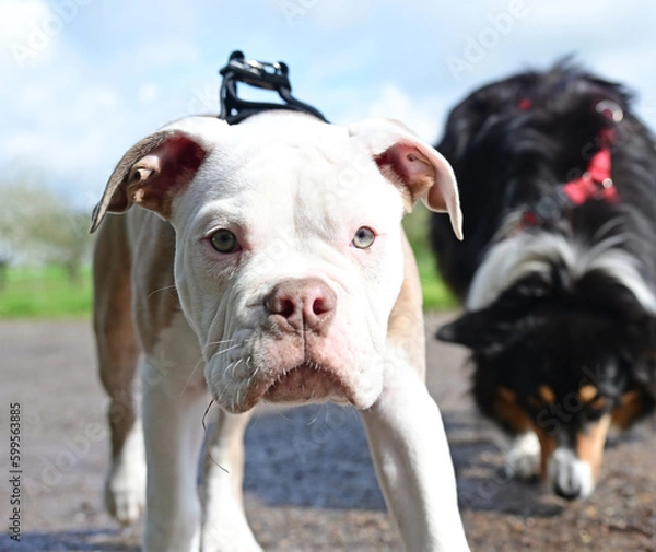 Obraz Adult dog with puppy