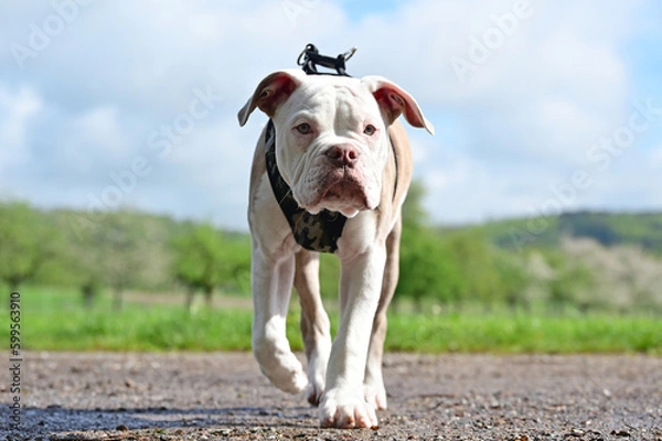 Obraz Adult dog with puppy
