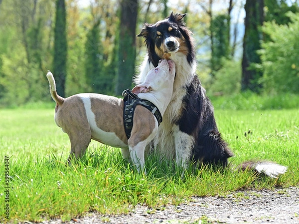 Obraz Adult dog with puppy