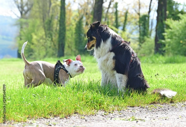 Obraz Adult dog with puppy