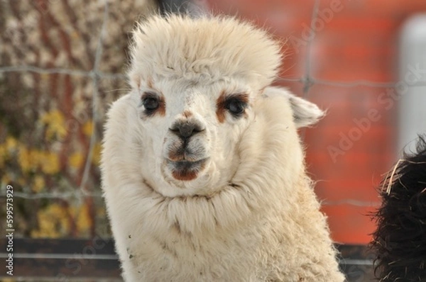 Fototapeta Animals are a traditionally (since the time of Aristotle) distinguished category of organisms, currently considered as a biological kingdom. Animals are the main object of zoology study.