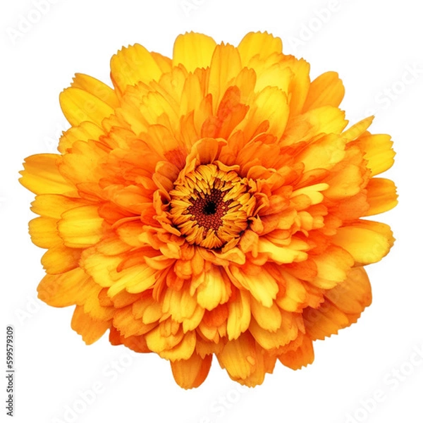Obraz marigold on transparent background cutout