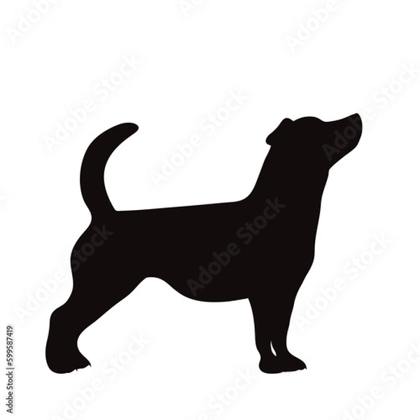 Obraz Vector silhouette of jack russell terrier on white background.
