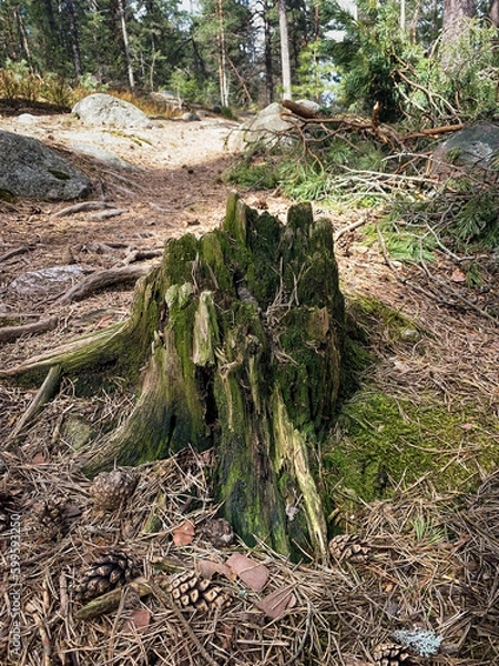 Obraz Stump of an old tree in a spring forest on a sunny day
