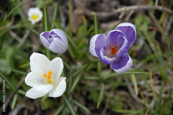 Fototapeta Krokusse3
