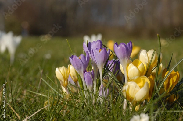 Fototapeta Krokusse2