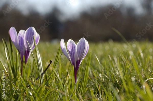 Fototapeta Krokusse1