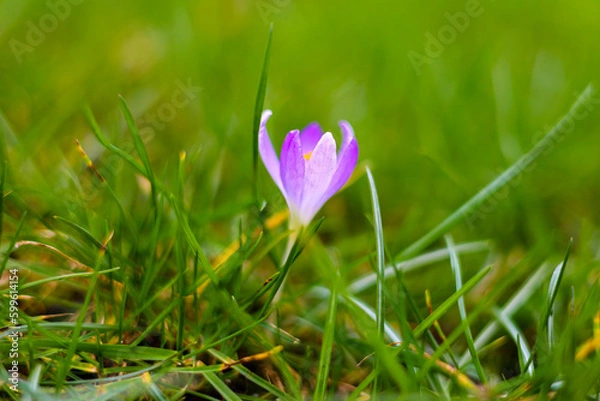 Obraz lila krokus