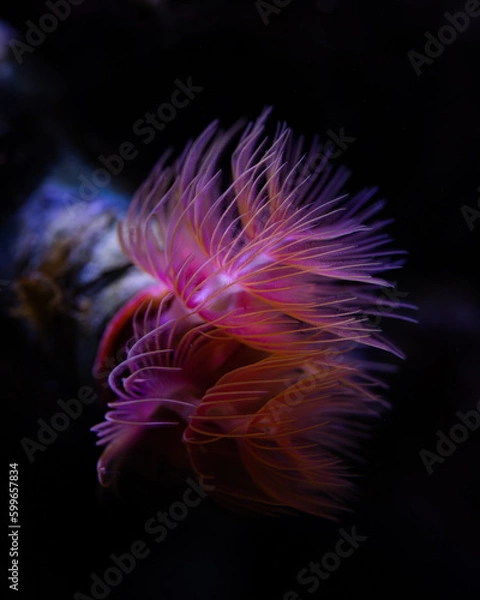 Obraz orange flower in the dark