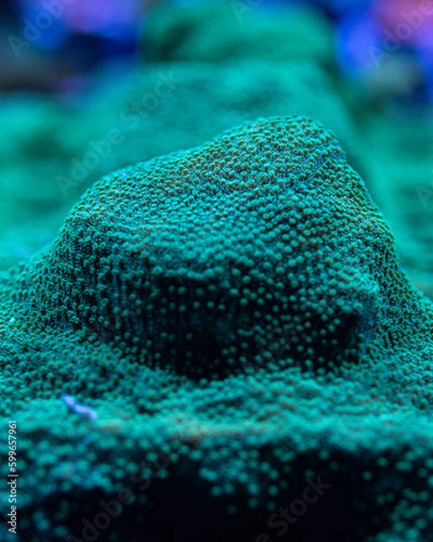 Obraz underwater scene with reef