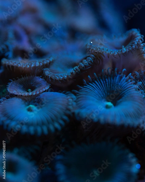 Obraz octopus in aquarium