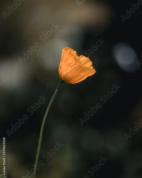 Obraz red poppy flower