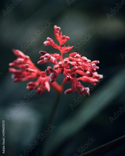 Obraz red autumn leaves