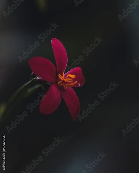 Obraz red and yellow