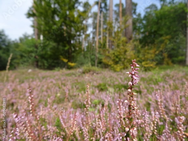 Fototapeta Calluna vulgaris, common heather, ling, or simply heather in the forest.