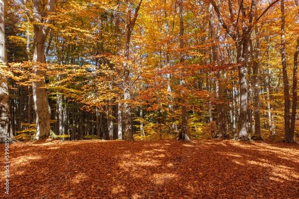 Fototapeta Autumn beech forest with sun rays among yellow leaves. Golden bright mystical mysterious landscape with fabulous trees. A journey through the forest. Beauty of nature. Natural background for design