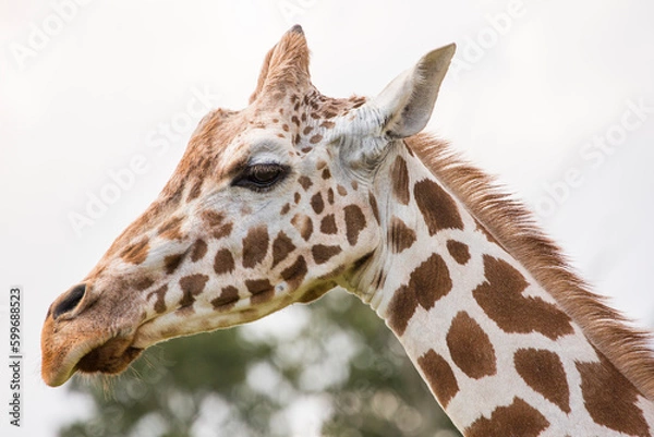 Fototapeta The giraffe is a tall African hoofed mammal belonging to the genus Giraffa. It is the tallest living terrestrial animal and the largest ruminant on Earth.