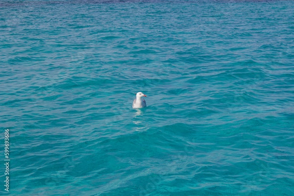 Obraz A seagull floating above the blue waters of Formentera
