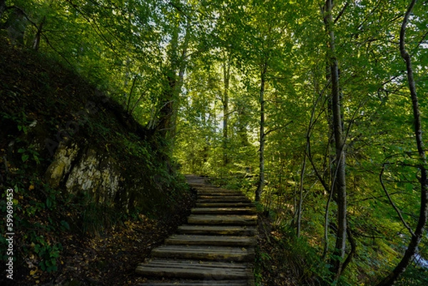 Fototapeta Into the forest