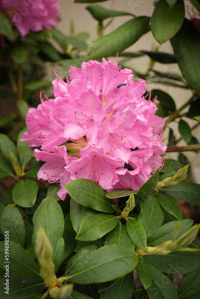 Obraz pink rose bush