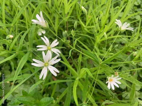 Obraz white flowers on grass