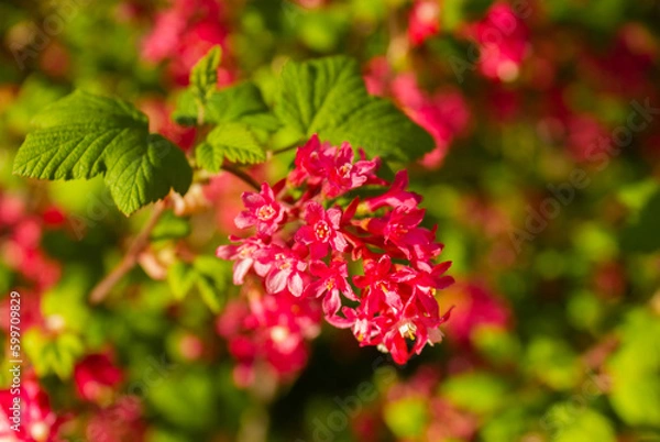 Fototapeta Close-up image of flowering Red Currant flowers in full bloom, bushy deciduous Ribes sanguineum 'Pulborough Scarlet' shrub in spring garden background.
