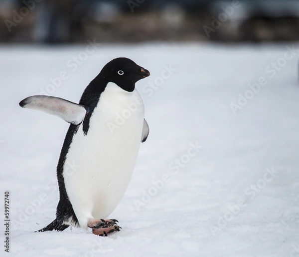 Obraz adelie penguin