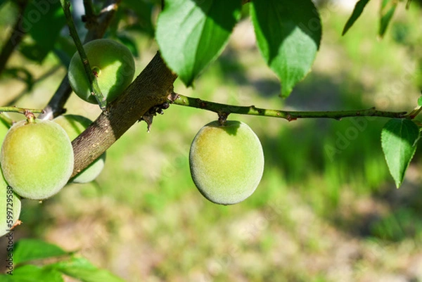 Obraz Ume tree with fruits. Japanese apricot, plum, Prunus mume.青梅