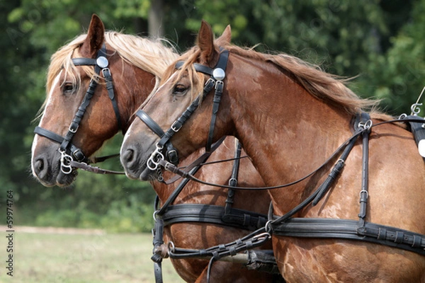 Fototapeta Kaltblüter-Gespann