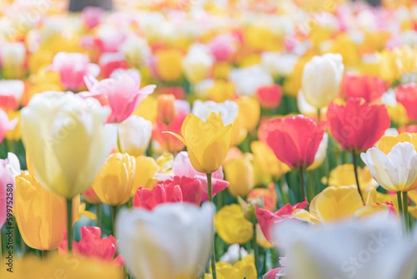 Obraz 満開チューリップ