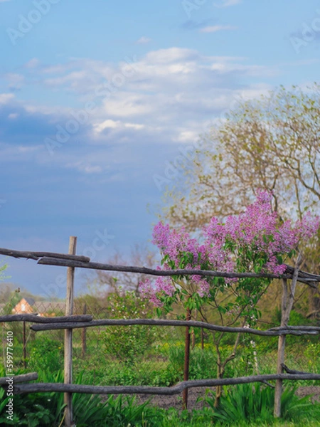 Obraz Lilac flower in the village. Pink lilac on the background of the sky, country landscape in spring. Lilac blossoms in the spring