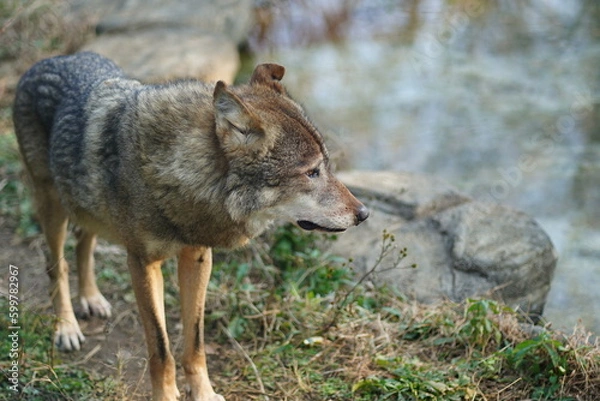 Fototapeta 大陸オオカミ、おおかみ、オオカミ、タイリクオオカミ、ヨーロッパオオカミ、common wolf、canis lupus、狼、動物園、東京、多摩、日本、動物、哺乳類、