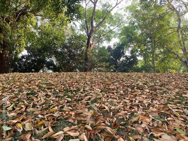Fototapeta autumn leaves on the ground