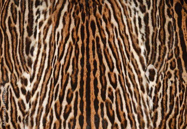 Obraz leopard fur