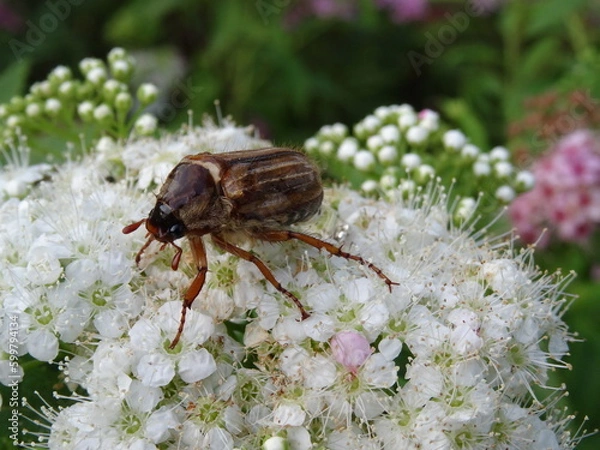 Fototapeta Amphimallon solstitiale, also known as the summer chafer or European june beetle sitting on a white flowers.