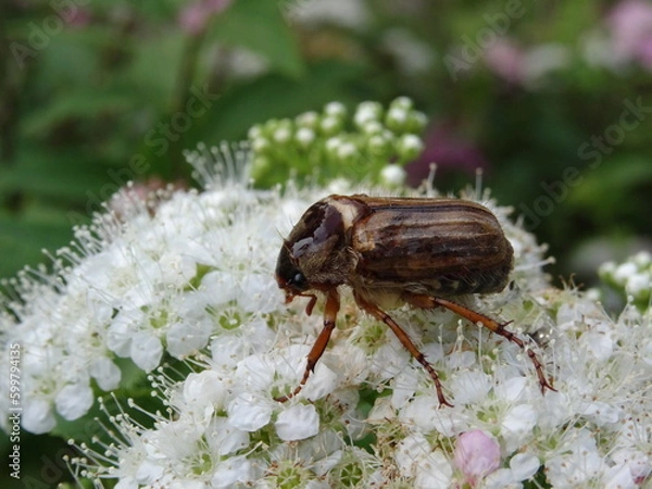 Fototapeta Amphimallon solstitiale, also known as the summer chafer or European june beetle sitting on a white flowers.