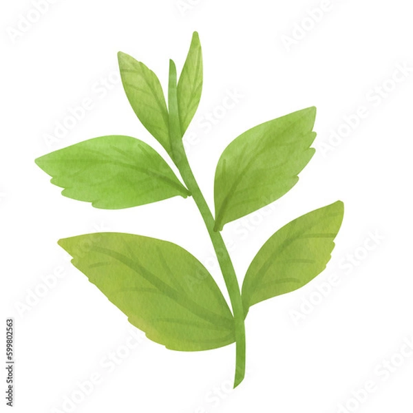 Obraz Matcha Green tea leaf Watercolor