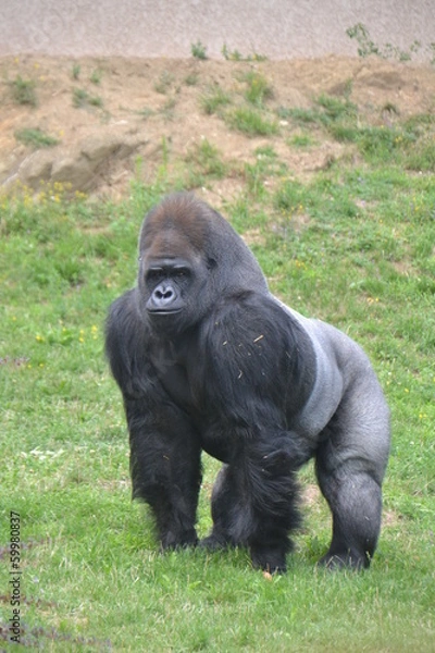 Fototapeta Gorille