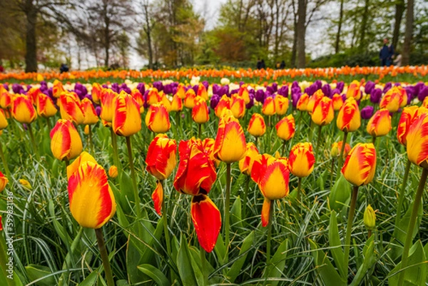 Fototapeta A view of the cilia of colorful blooming tulips.