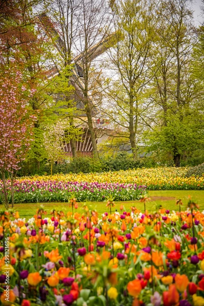 Fototapeta View of colorful tulips in full bloom in the Kaukenhof flower park, with a typical Dutch windmill in the background