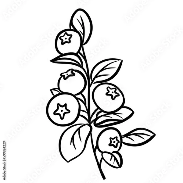 Fototapeta Blueberry Branch Hand Drawn Sketch