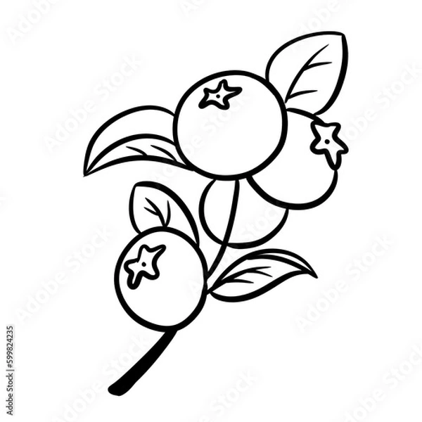Fototapeta Blueberry Branch Hand Drawn Sketch