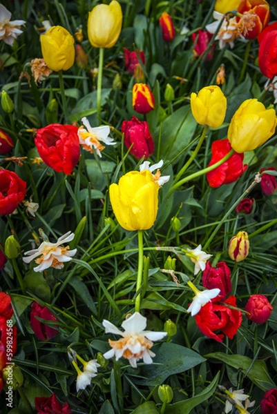 Fototapeta Close-up view of colorful tulips in full bloom.