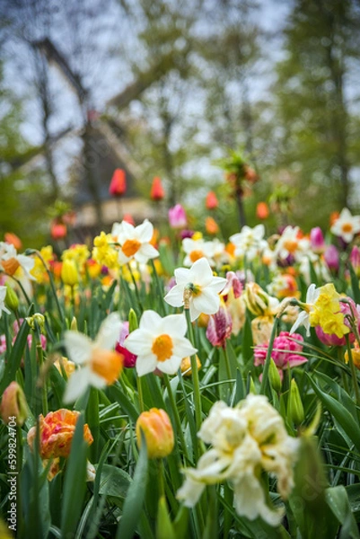 Fototapeta View of colorful tulips in full bloom in the Kaukenhof flower park, with a typical Dutch windmill in the background